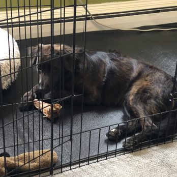 Petwell Supply - Enjoying her new massive bone at home, off the carpet - Pet Groomers Near Me