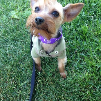 Doggie Styles - This is Charlie, Christie did my hair style! - Pet Groomers Near Me - Glendora, California
