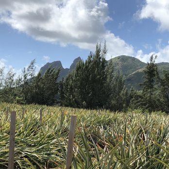 Kauai sugarloaf pineapple - Farmers Market Near Me