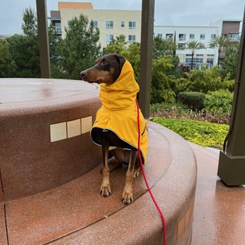 First Instinct Dog Training - Abby and I, practicing living in the moment. - Pet Training Near Me First Instinct Dog Training - Abby and I, practicing living in the moment. - Pet Training Near Me