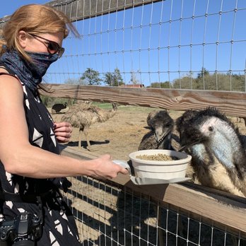Ostrichland USA - Attraction Farms Near Me - Solvang, California Ostrichland USA - Attraction Farms Near Me - Solvang, California
