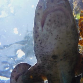 SeaQuarium - Aquariums Near Me - Rhyl, DEN
