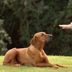 Bark Busters Home Dog Training