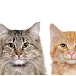 Carbon County Friends of Animals