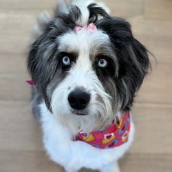 Pet Caddy