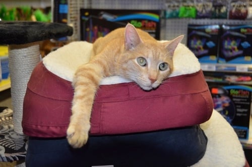 Cat and Kitten Adoptions at Kee's - Come and visit us on the first Saturday of each month when we partner with our local humane society to adopt needy cats and kittens to good homes.