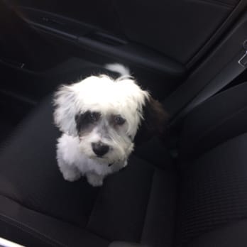 Bark Williams - Kobe after his grooming. - Pet Stores Near Me - Santa Monica, California