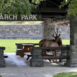 Arch Park - Lots of elk