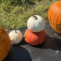 Skinquarter Farm Market