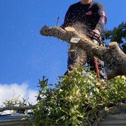 A+ Tree & Landscaping - Another emergency call to remove a tree from a home after storm