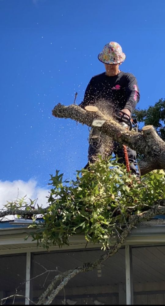 A+ TREE & LANDSCAPING Updated August 2024 30 Photos 746 Sand Hill