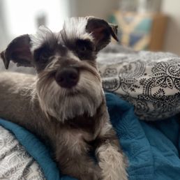 This my pupper she is a mini schnauzer. I thought Pet Cuts did amazing job, she came home happy and smells pretty. This my pupper she is a mini schnauzer. I thought Pet Cuts did amazing job, she came home happy and smells pretty.