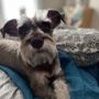 Photo of Pet Cuts