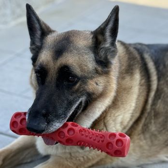 Love on a Leash - Pet Groomers Near Me - Lomita, California