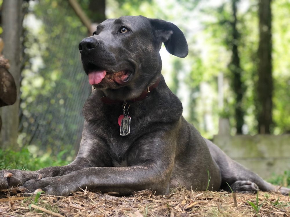 SUNSET KENNEL Updated August 2024 11 Reviews 1912 Bass Lake Rd