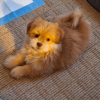 Heritage Puppies - Pet Stores Near Me - Lake Mills, Iowa Heritage Puppies - Pet Stores Near Me - Lake Mills, Iowa