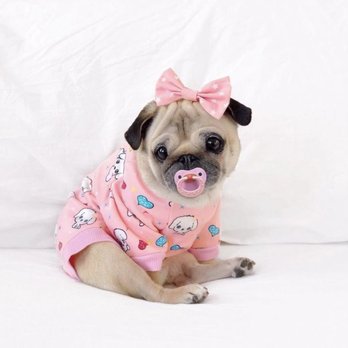 All Stage Canine Development - A pug - Pet Training Near Me - Citrus Heights, California All Stage Canine Development - A pug - Pet Training Near Me - Citrus Heights, California