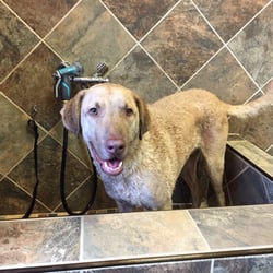 For the Love of Dogs - Blue getting a bath