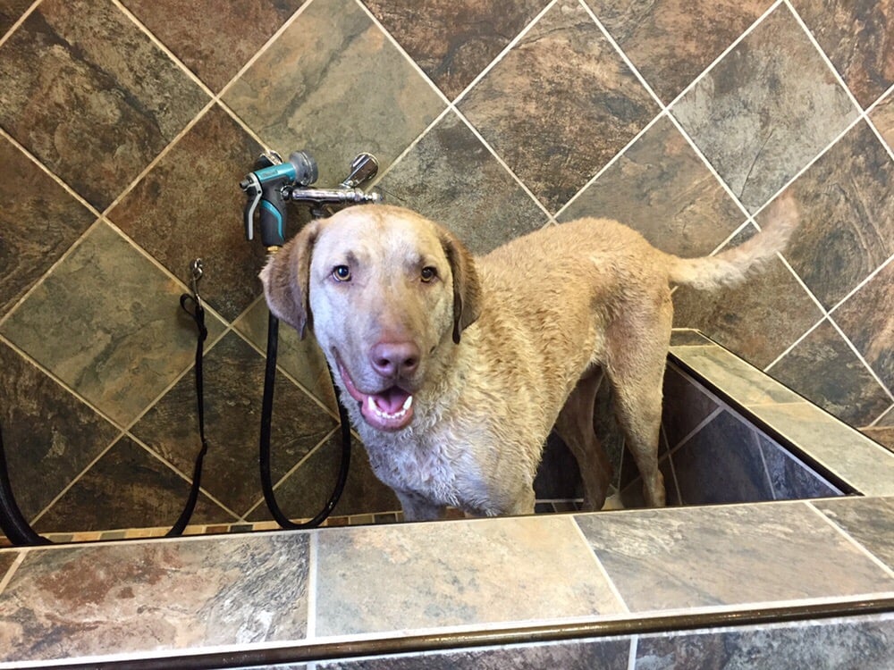 For the Love of Dogs - pet boarding facility in Wilmington, DE