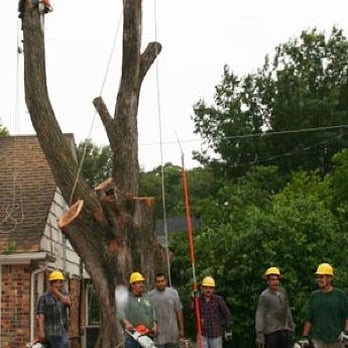 Molina Tree Service - Tree Services Near Me - Fort Worth, Texas Molina Tree Service - Tree Services Near Me - Fort Worth, Texas