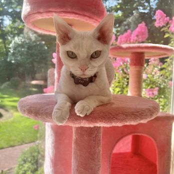 Cats Dogs - This is her now - Pet Stores Near Me - Manorville, New York