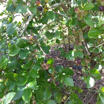 The Blueberry Farm - Party & Event Planning Near Me - Central, Louisiana The Blueberry Farm - Party & Event Planning Near Me - Central, Louisiana