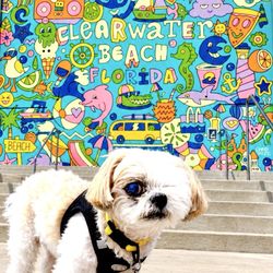 Clearwater Beach - Mocha Coconuts Loves Clearwater Beach!