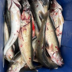Motor City Charters