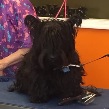 Happy Grooming - This is the before photo... - Pet Groomers Near Me - Arlington, Virginia Happy Grooming - This is the before photo... - Pet Groomers Near Me - Arlington, Virginia