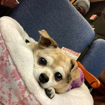 TrueCare for pets - Portia the dog - Veterinarians Near Me - Studio City, California TrueCare for pets - Portia the dog - Veterinarians Near Me - Studio City, California
