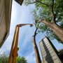 Photo of Woodard's Quality Tree care