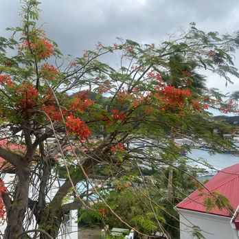 David's Fun Tours - Flamboyant tree. David's knowledge of plants was delightful from a botanist point of view - Historical Tours Near Me - Saint Thomas, Virgin Islands