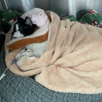 VEG ER for Pets - Emergency Pet Hospital Near Me - Paramus, New Jersey