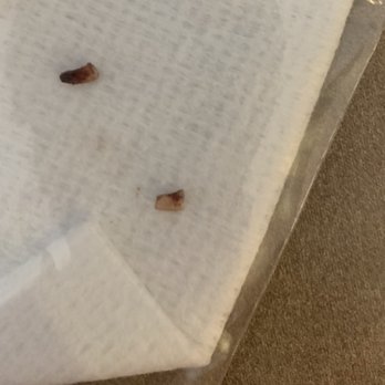 Brintnell Veterinary Hospital - These are the root fragments - Veterinarians Near Me - Edmonton, Alberta Brintnell Veterinary Hospital - These are the root fragments - Veterinarians Near Me - Edmonton, Alberta