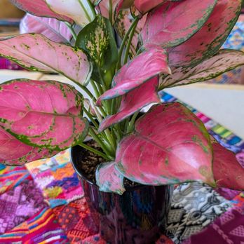 Chapmayan Coffee - Beautiful natural decor - Coffee & Tea Near Me - Pico Rivera, California