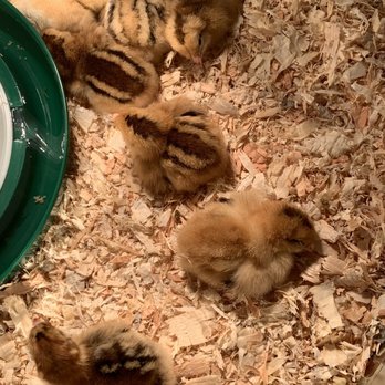 Ranch Feed & Pet Supply - Pet Stores Near Me - Jamul, California