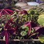 Photo of Barbican Conservatory