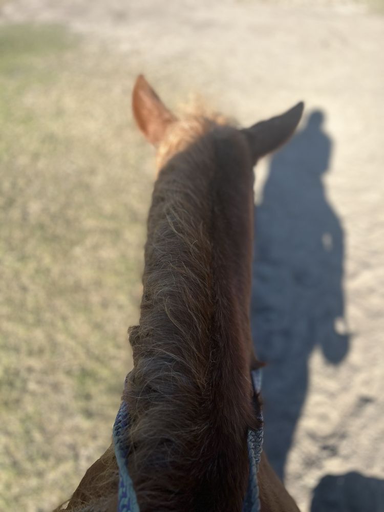 Red Gate Farms - Equestrian Center
