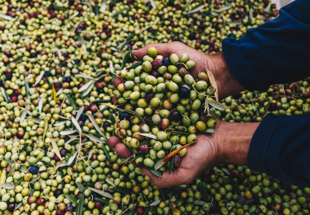 The Olive Press - Photo 2