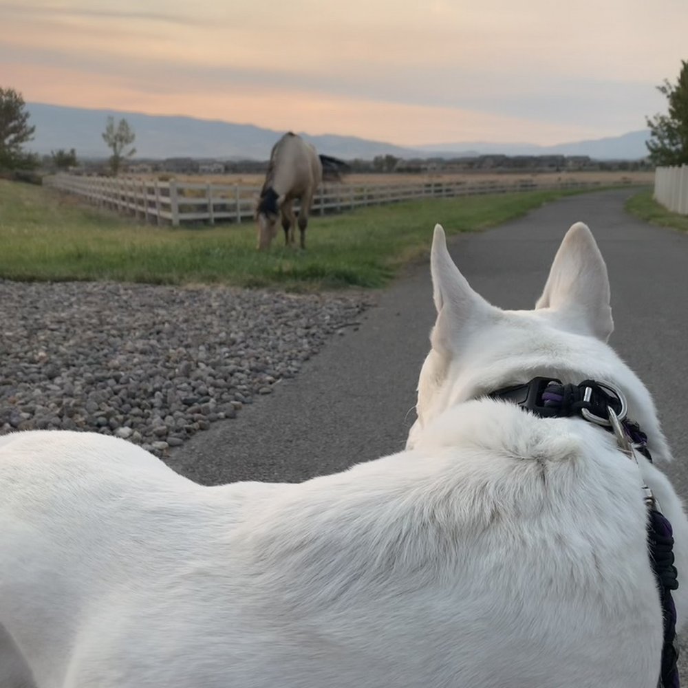 Damonte Ranch Park - Don't bother them and they won't bother you :) - Parks Near Me - Reno, Nevada Damonte Ranch Park - Don't bother them and they won't bother you :) - Parks Near Me - Reno, Nevada