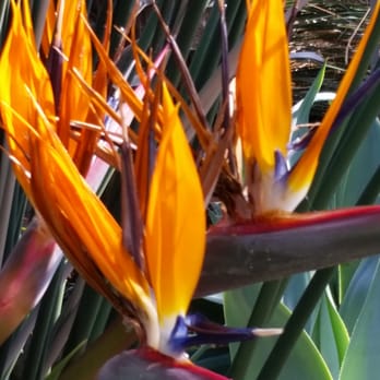 Mitchell Park Domes - Bird of Paradise flowers. - Parks Near Me - Milwaukee, Wisconsin