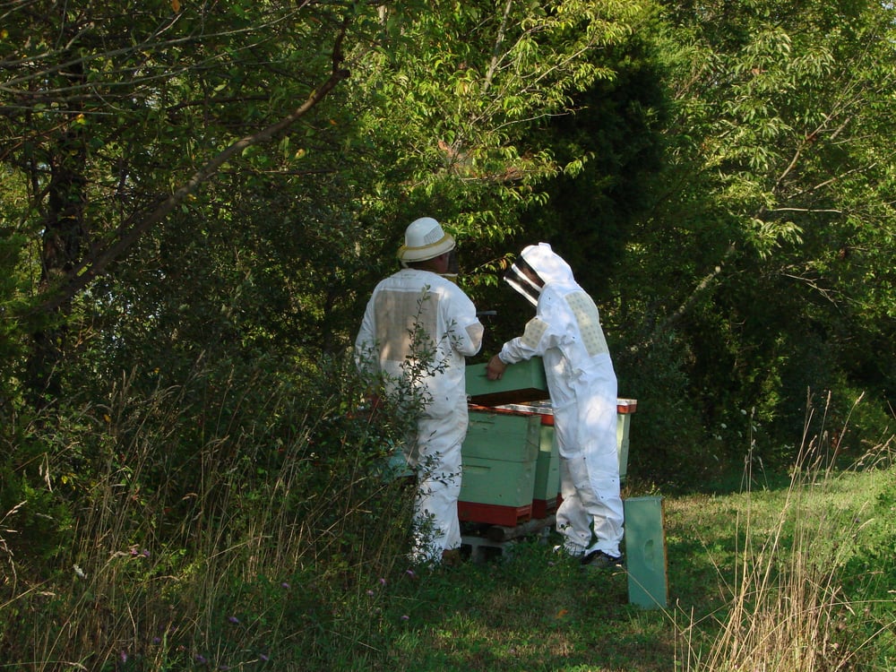 Tassot Apiaries, Inc Logo