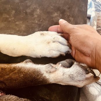 Pets At Peace - Pet Hospice Near Me