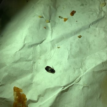 Subway - A bug in my food! - Sandwiches Near Me - Brampton, Ontario Subway - A bug in my food! - Sandwiches Near Me - Brampton, Ontario