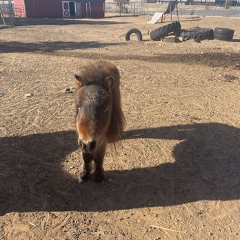 Nomad’s Animal Encounter - Mini horse - Petting Zoos Near Me - Seminole, Oklahoma Nomad’s Animal Encounter - Mini horse - Petting Zoos Near Me - Seminole, Oklahoma