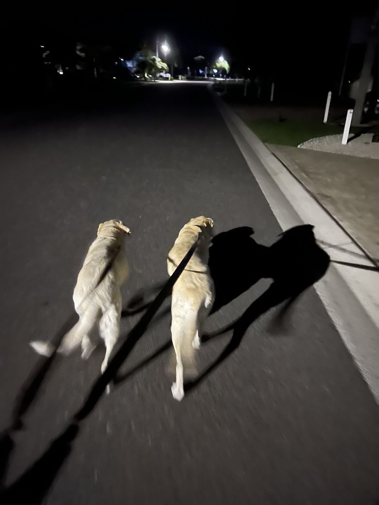 Dog Dash Image