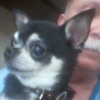 Grand Grooming - Pet Groomers Near Me - Gurnee, Illinois Grand Grooming - Pet Groomers Near Me - Gurnee, Illinois