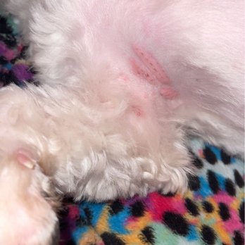 TLC Grooming - Pet Groomers Near Me - Visalia, California