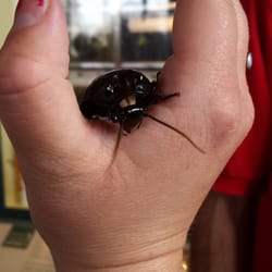 O Orkin Insect Zoo - Hissing cockroach