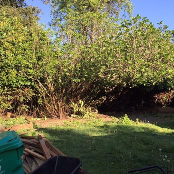 Eduardo's Tree Service - Before.. We had invasive Laurel Wood Shrubs everywhere!!! - Tree Services Near Me - Forest Grove, Oregon